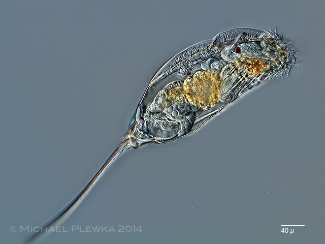 Представитель Семейства Trichocercidae